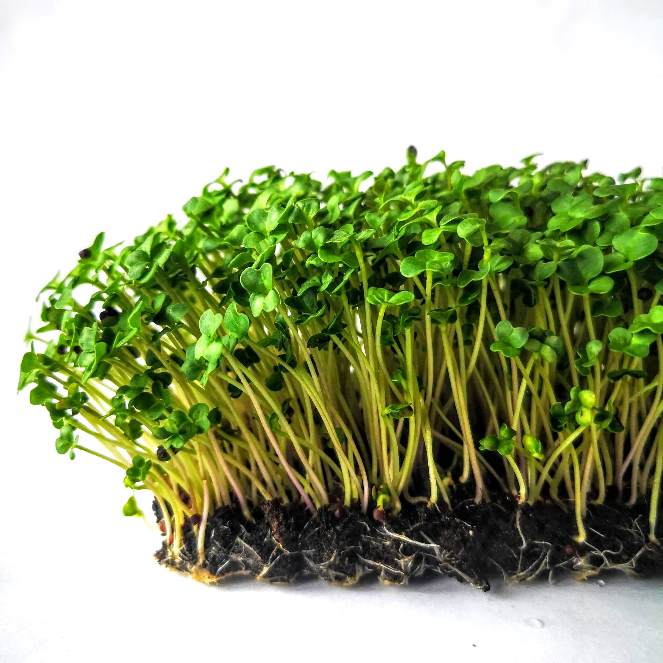 Броколи Калабрезе