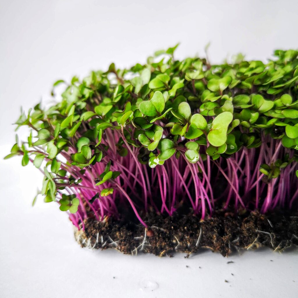 Микрорастения Кейл